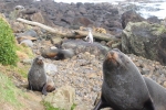 Seals & Penguins Pilots Beach